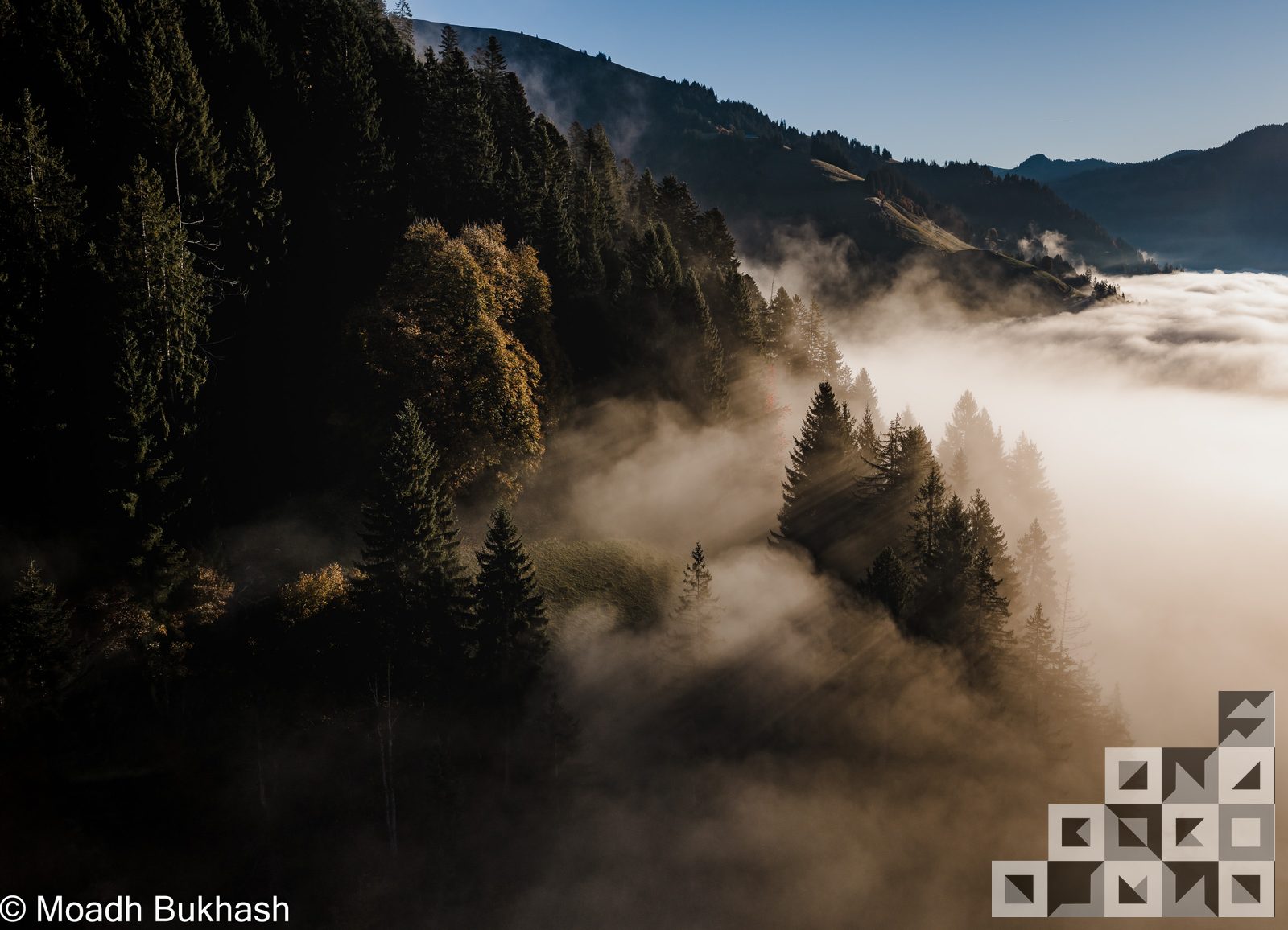 Forest in heavy mist — light filtering through atmospheric texture