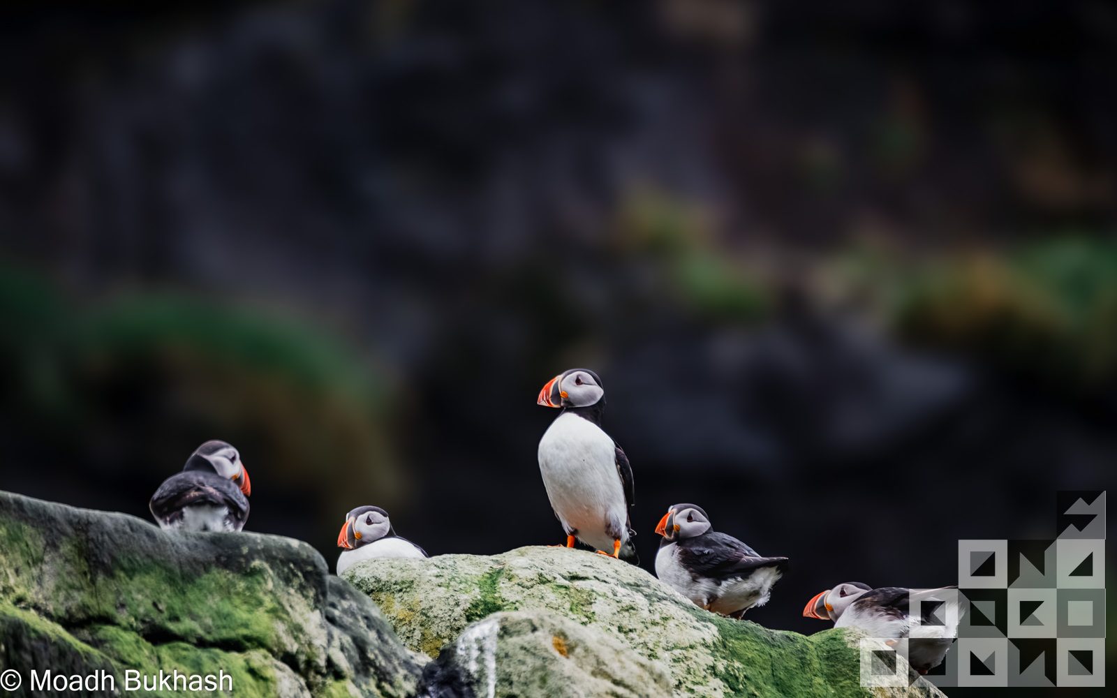 Wildlife in habitat