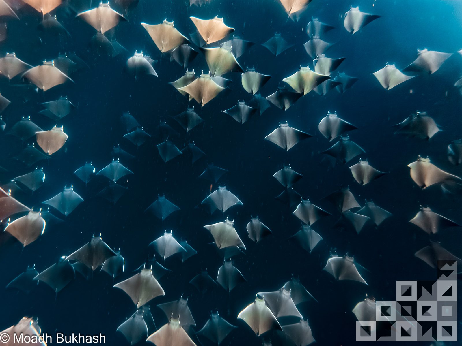 Underwater wildlife — rays at depth